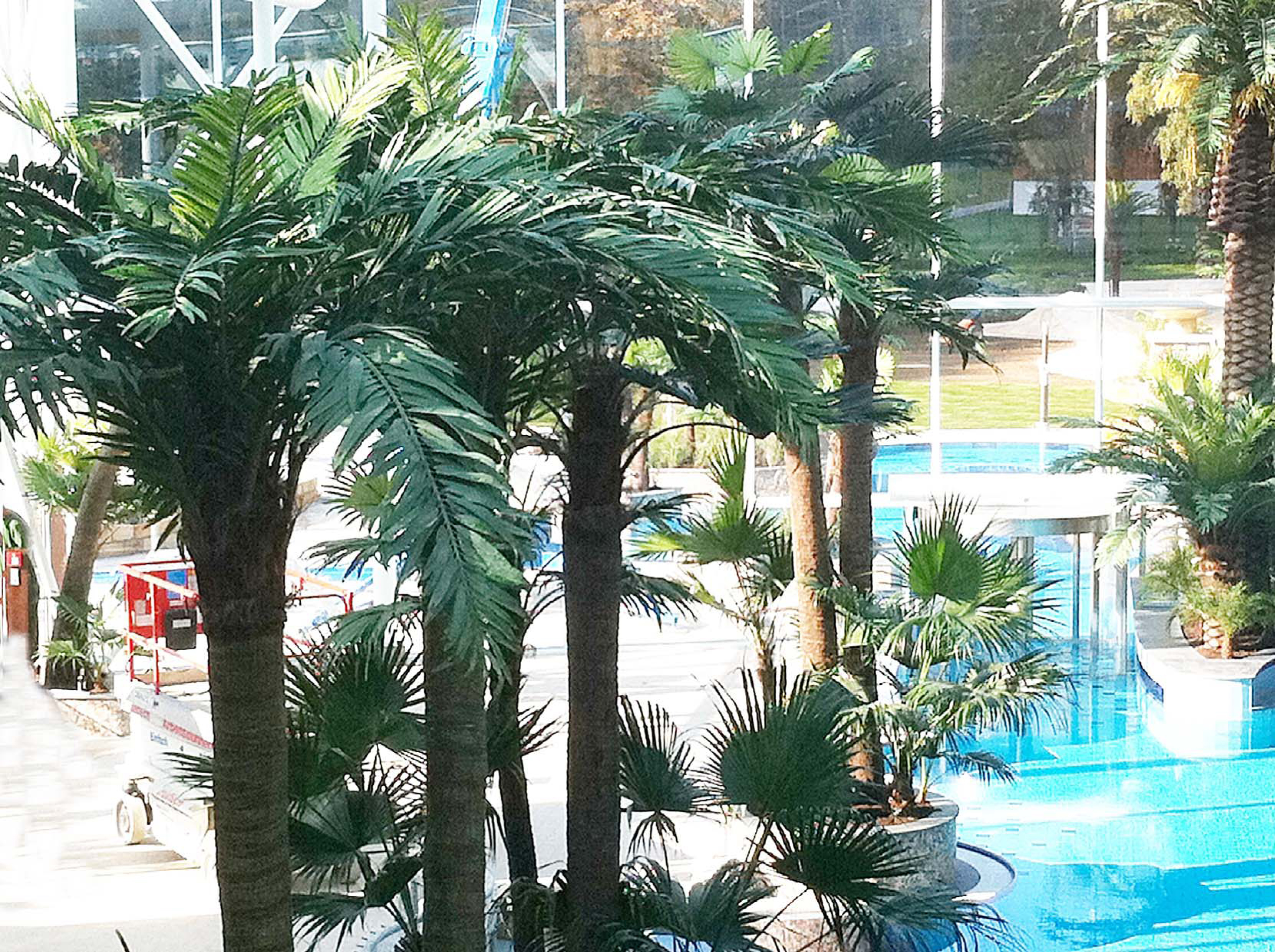 奧地利溫泉水療中心仿真棕櫚樹